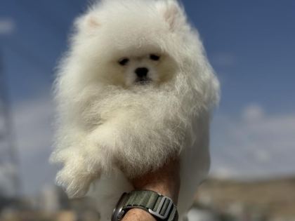 SAFKAN TEDDY SURAT POMERANİAN ZİYARETE AÇIK
