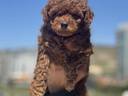 RUHSATLI ÇİFTLİKDE ZİYARETE AÇIK TOY POODLE LAR