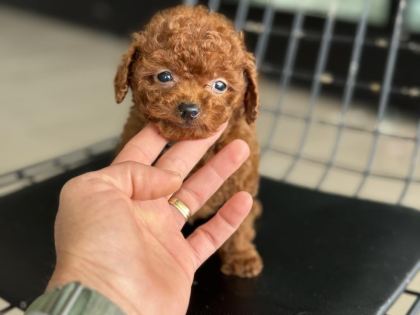 SHOW KALİTE TEA CUP KORE POODLE ZİYARETE AÇIK