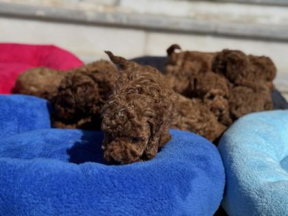 ANKARADA ZİYARETE AÇIK 10 ADET TOY POODLE YAVRULARIMIZ