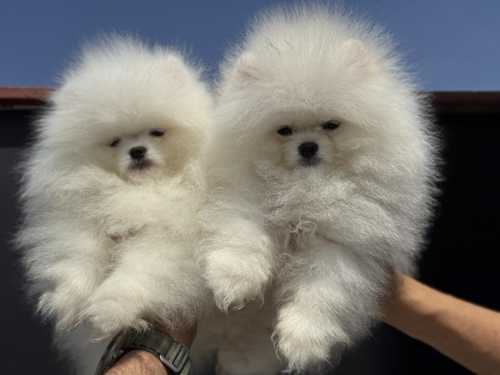 SAFKAN TEDDY SURAT POMERANİAN ZİYARETE AÇIK