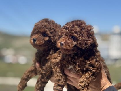 RUHSATLI ÇİFTLİKDE ZİYARETE AÇIK TOY POODLE LAR