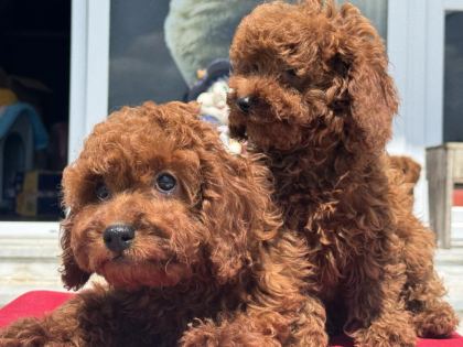 ÇOK ÖZEL AŞILI PASAPORTLU REDBROWN KORE TOY POODLE