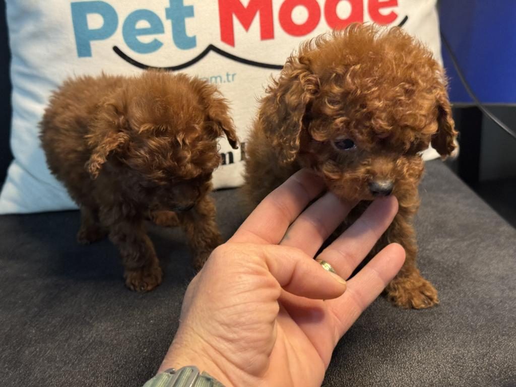 WC EĞİTİMLLİ 4 AYLIK DİŞİ 700 GR TEA CUP KORE POODLE