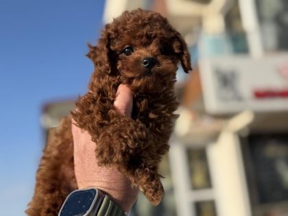 ANKARANIN EN ELİT KORE TOY POODLE YAVRULARI