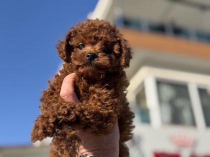 ANKARANIN EN GÜZEL REDBROWN TOY POODLE YAVRULARI