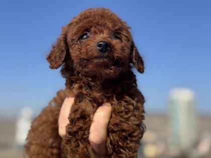 RUHSATLI ÇİFTLİKDE ZİYARETE AÇIK TOY POODLE
