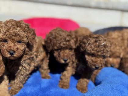ANKARADA ZİYARETE AÇIK 10 ADET TOY POODLE YAVRULARIMIZ