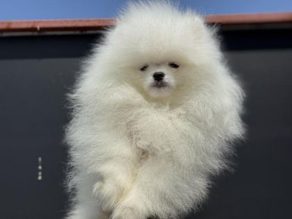 SAFKAN TEDDY SURAT POMERANİAN ZİYARETE AÇIK