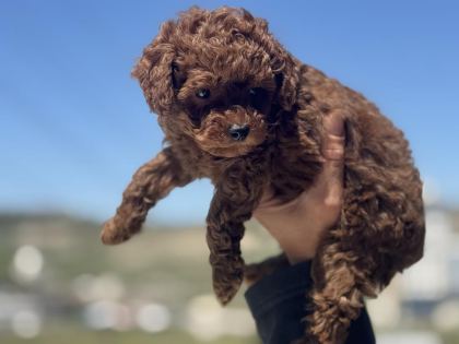 RUHSATLI ÇİFTLİKDE ZİYARETE AÇIK TOY POODLE LAR