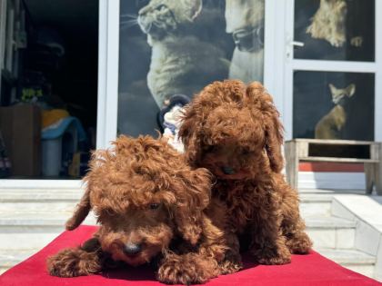 ÇOK ÖZEL AŞILI PASAPORTLU REDBROWN KORE TOY POODLE