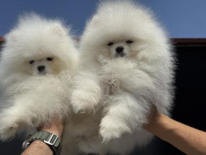 SAFKAN TEDDY SURAT POMERANİAN ZİYARETE AÇIK