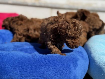 ANKARADA ZİYARETE AÇIK 10 ADET TOY POODLE YAVRULARIMIZ
