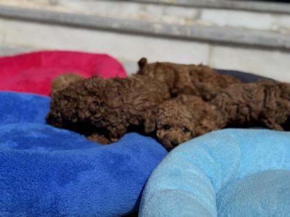 ANKARADA ZİYARETE AÇIK 10 ADET TOY POODLE YAVRULARIMIZ