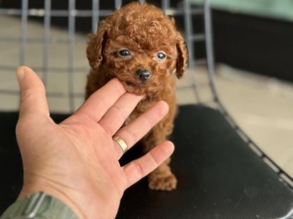 WC EĞİTİMLLİ 4 AYLIK DİŞİ 700 GR TEA CUP KORE POODLE