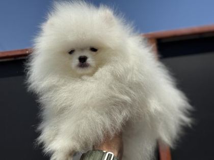 SAFKAN TEDDY SURAT POMERANİAN ZİYARETE AÇIK