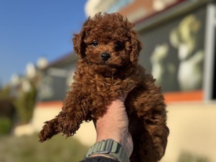ANKARANIN EN ELİT KORE TOY POODLE YAVRULARI