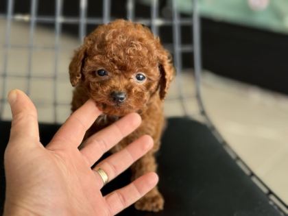 WC EĞİTİMLLİ 4 AYLIK DİŞİ 700 GR TEA CUP KORE POODLE