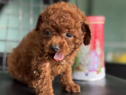 SHOW KALİTE TEA CUP KORE POODLE ZİYARETE AÇIK