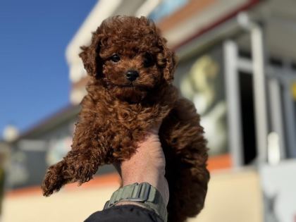 ANKARANIN EN ELİT KORE TOY POODLE YAVRULARI