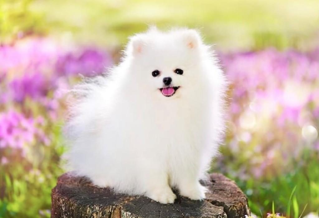 SHOW KALİTE TEDDY FACE POMERANİAN ZİYARETE AÇIK