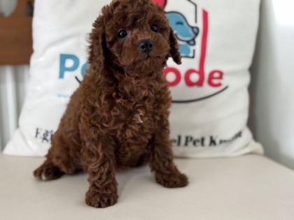 RUHSATLI ÇİFTLİKDE ZİYARETE AÇIK TOY POODLE