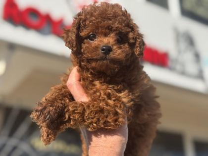 ANKARANIN EN ELİT KORE TOY POODLE YAVRULARI