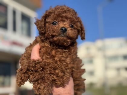 ANKARANIN EN GÜZEL REDBROWN TOY POODLE YAVRULARI
