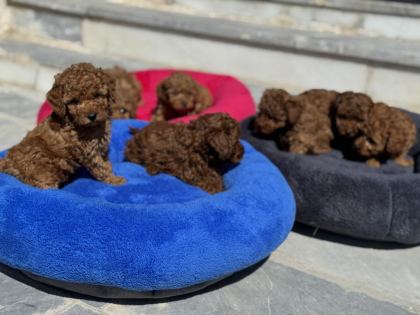 ANKARADA ZİYARETE AÇIK 10 ADET TOY POODLE YAVRULARIMIZ