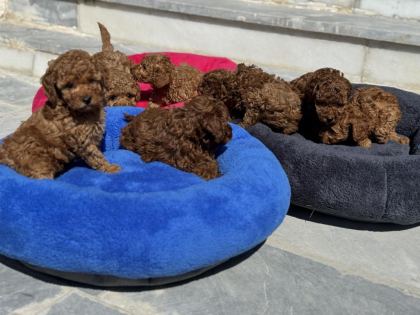 ANKARADA ZİYARETE AÇIK 10 ADET TOY POODLE YAVRULARIMIZ