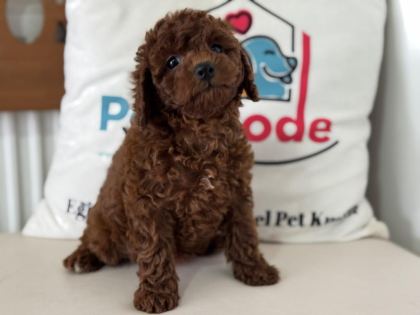 RUHSATLI ÇİFTLİKDE ZİYARETE AÇIK TOY POODLE