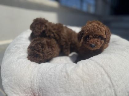 RUHSATLI ÇİFTLİKDE ZİYARETE AÇIK TOY POODLE LAR
