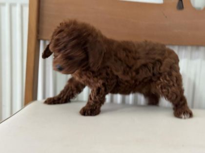 RUHSATLI ÇİFTLİKDE ZİYARETE AÇIK TOY POODLE