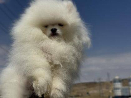SAFKAN TEDDY SURAT POMERANİAN ZİYARETE AÇIK