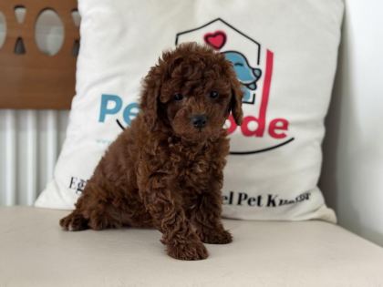 RUHSATLI ÇİFTLİKDE ZİYARETE AÇIK TOY POODLE