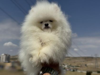 SAFKAN TEDDY SURAT POMERANİAN ZİYARETE AÇIK