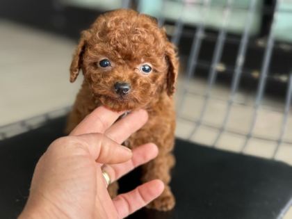 SHOW KALİTE TEA CUP KORE POODLE ZİYARETE AÇIK