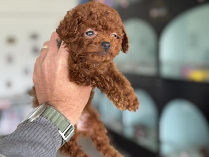 SHOW KALİTE TEA CUP KORE POODLE ZİYARETE AÇIK