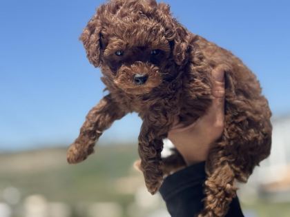 RUHSATLI ÇİFTLİKDE ZİYARETE AÇIK TOY POODLE LAR