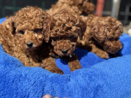 ANKARADA ZİYARETE AÇIK 10 ADET TOY POODLE YAVRULARIMIZ