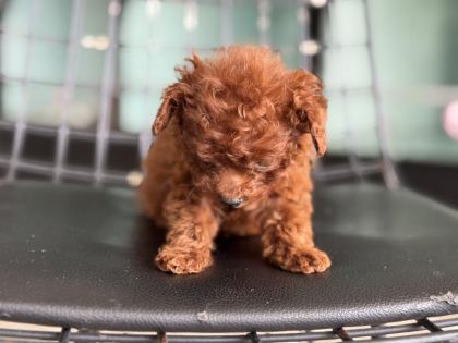 SHOW KALİTE TEA CUP KORE POODLE ZİYARETE AÇIK