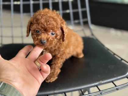 SHOW KALİTE TEA CUP KORE POODLE ZİYARETE AÇIK