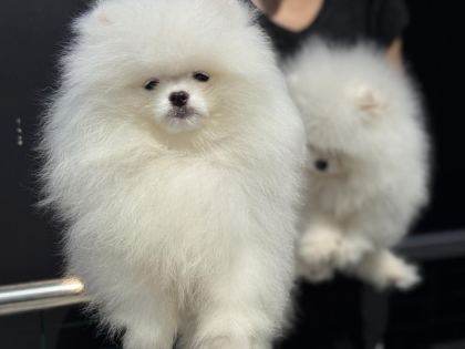 SHOW KALİTE TEDDY FACE POMERANİAN ZİYARETE AÇIK