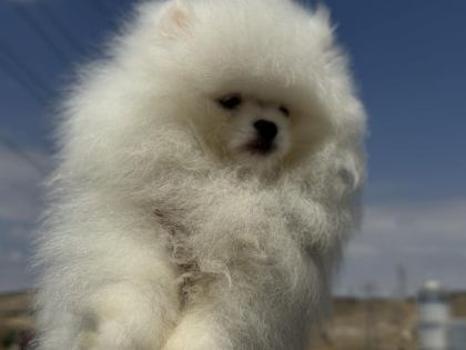 SAFKAN TEDDY SURAT POMERANİAN ZİYARETE AÇIK