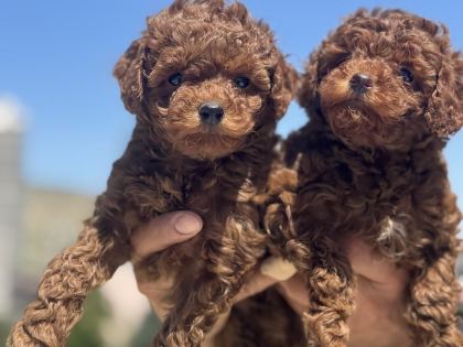 RUHSATLI ÇİFTLİKDE ZİYARETE AÇIK TOY POODLE LAR