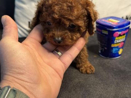 WC EĞİTİMLLİ 4 AYLIK DİŞİ 700 GR TEA CUP KORE POODLE