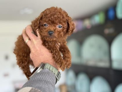 WC EĞİTİMLLİ 4 AYLIK DİŞİ 700 GR TEA CUP KORE POODLE