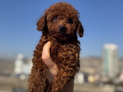 RUHSATLI ÇİFTLİKDE ZİYARETE AÇIK TOY POODLE