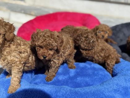 ANKARADA ZİYARETE AÇIK 10 ADET TOY POODLE YAVRULARIMIZ
