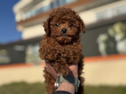 ANKARANIN EN ELİT KORE TOY POODLE YAVRULARI